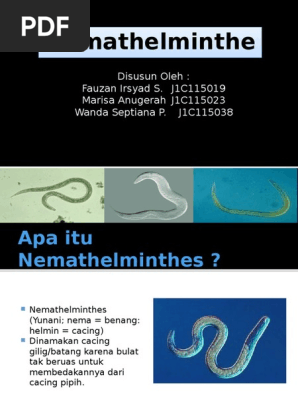 Nemathelminthes