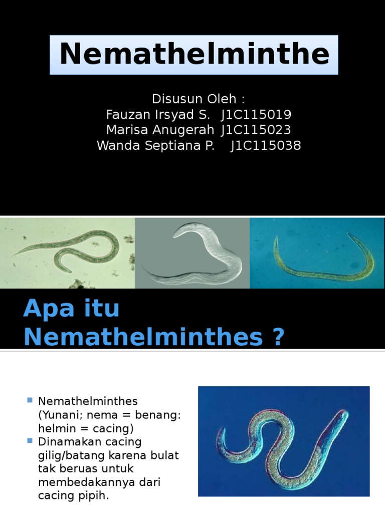 77 Koleksi Contoh Gambar Hewan Nemathelminthes HD