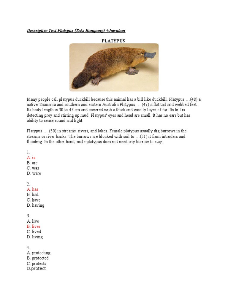 Descriptive Text Platypus (Teks Rumpang) +jawaban | PDF | Art