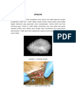 Tugas BioPer Otolith (Faldhi Pungus, 120 513 001, IK)