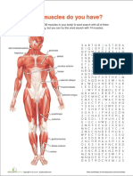 Muscle Anatomy