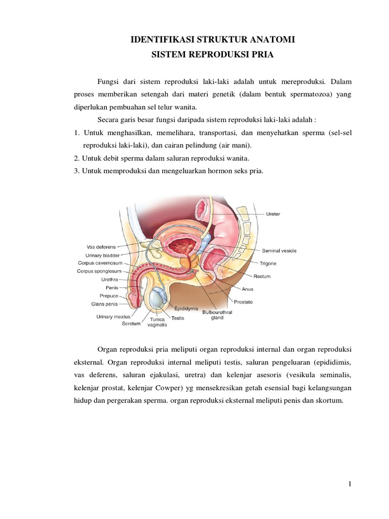 Fungsi Epididimis Pada Alat  Reproduksi  Pria  Berbagai Alat 