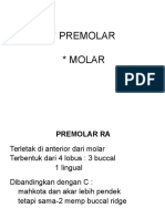 Premolar Molar Permanen