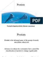 Protists PDF