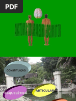Anatomia Do Aparelho Locomotor