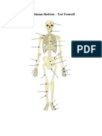 The Human Skeleton Not Labelled PDF