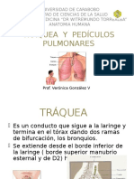 10 Regiones Pleuropulmonares