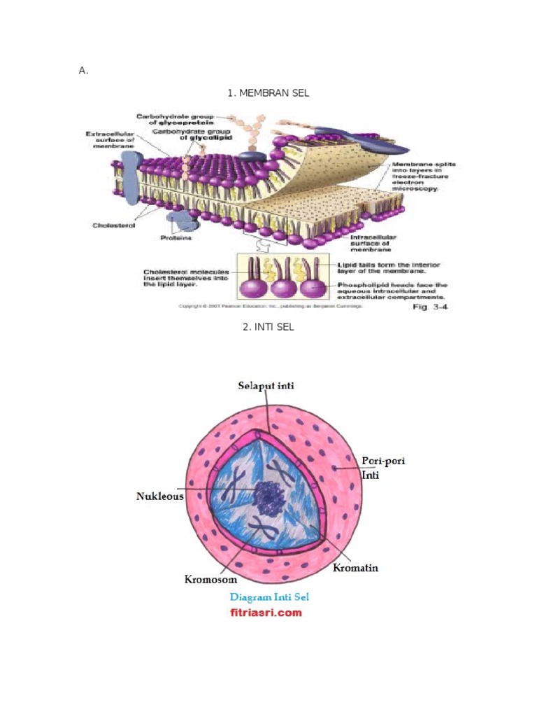 GAMBAR ORGANEL-ORGANEL SEL