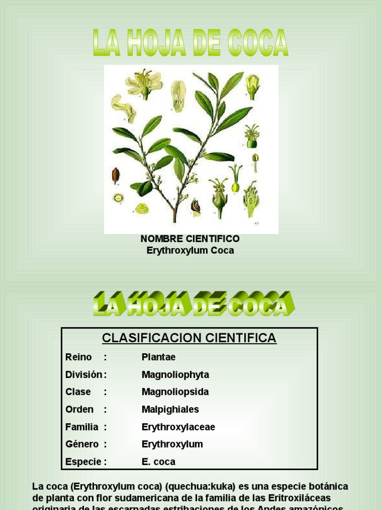 lahojadecoca Cocaína Productos quimicos