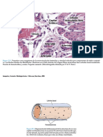 Cap11 circulatorio.pdf