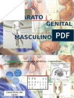 semiologia del aparato genital masculino