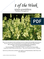Digitalis Grandiflora 6-9-10