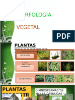 Morfología vegetal 