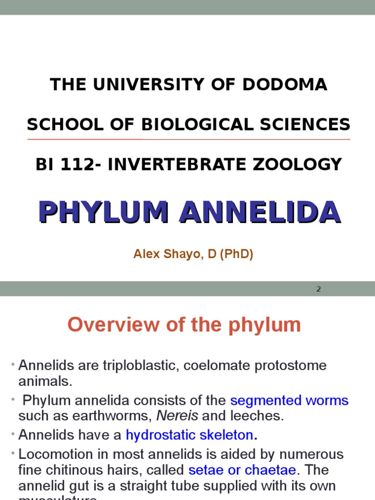 Annelida: Structure and Classification | PDF | Sexual Reproduction | Blood
