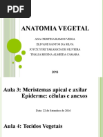 Relatório Anatomia Vegetal