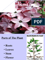 Plant Parts And: Functions
