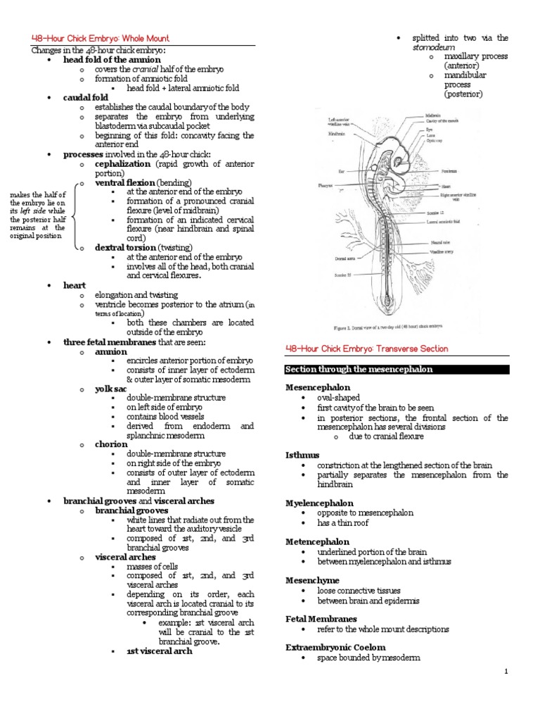 48 hour chick embryo serial cross section chart