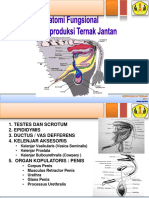 Anatomi Fungsional Organ Reproduksi Ternak Jantan