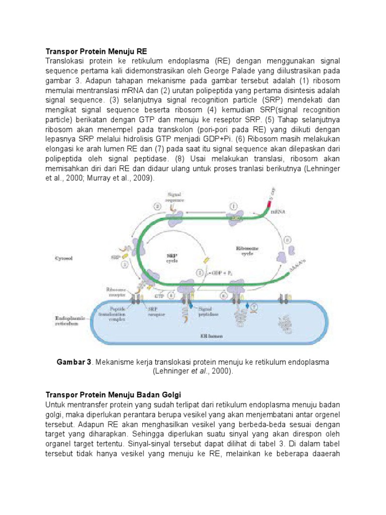 Transpor Protein Menuju RE | PDF