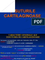 LP Stoma Tes Cartilaginos, Osos, Muscular