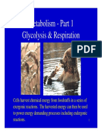 Glycolysis & Respiration