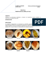 Practica 4 Parasitos