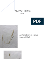 Botanika Prakticni PDF