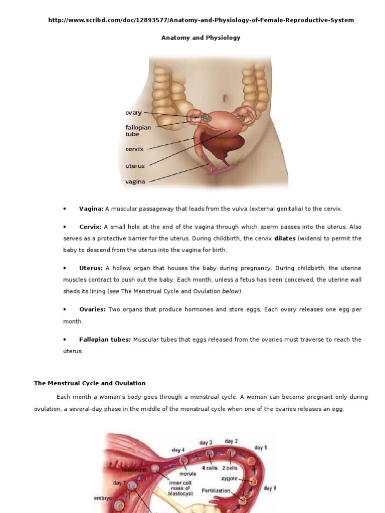 Anatomy and Physiology of Female Reproductive System 1 | Download Free ...