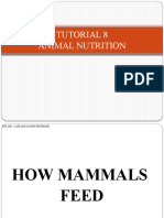 Tutorial 8 Animal Nutrition