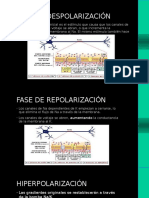 Fases y propagación del potencial de acción