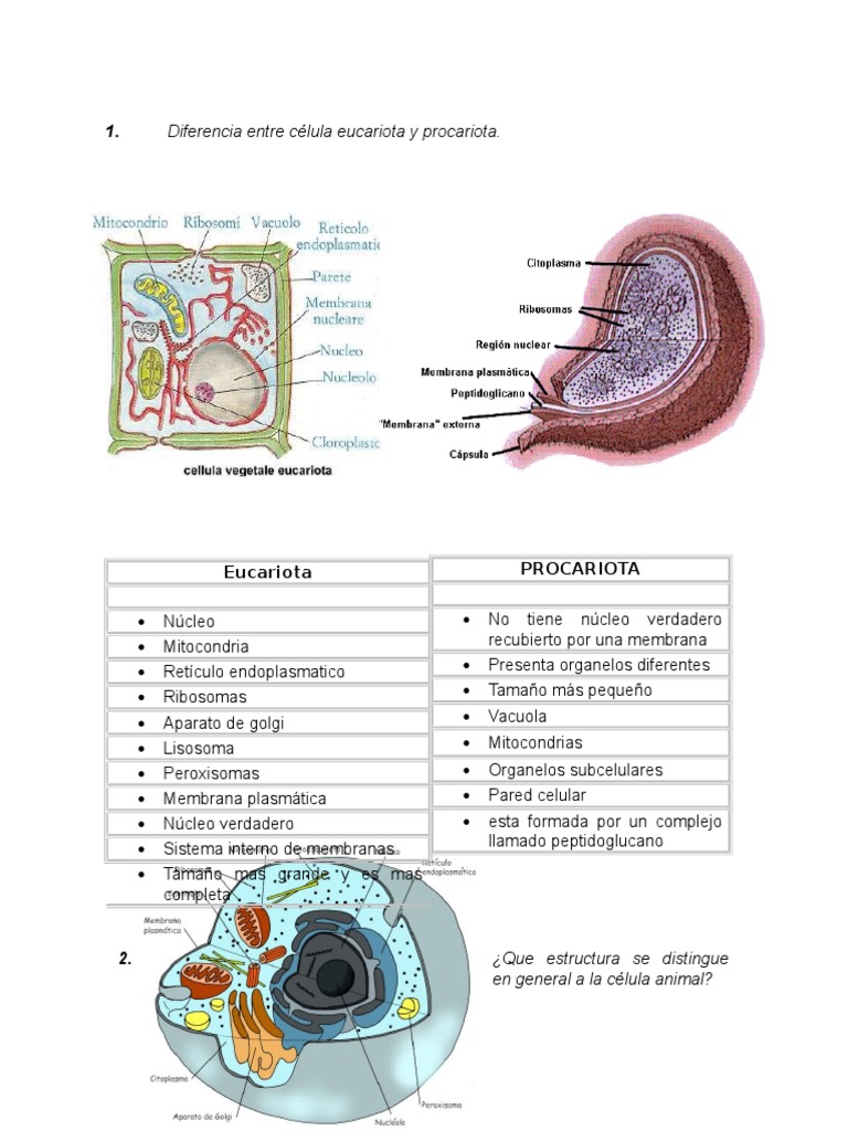 Diferencia entre célula eucariota y procariota