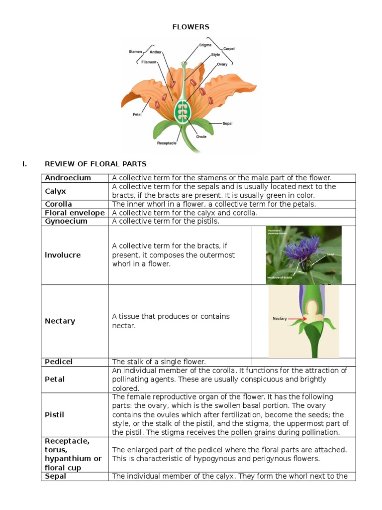 Flowers Petal Flowers