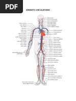 Aparato Circulatorio