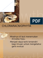 Chlorarachniophyta