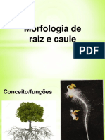 Morfologia raiz e caule: fixação, absorção e armazenamento