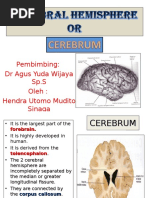 15 Cerebrum