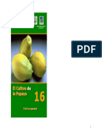 Papaya, 2005