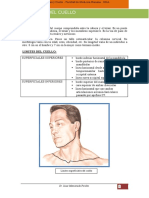 Irrig._Inervación CUELLO   3°Rot