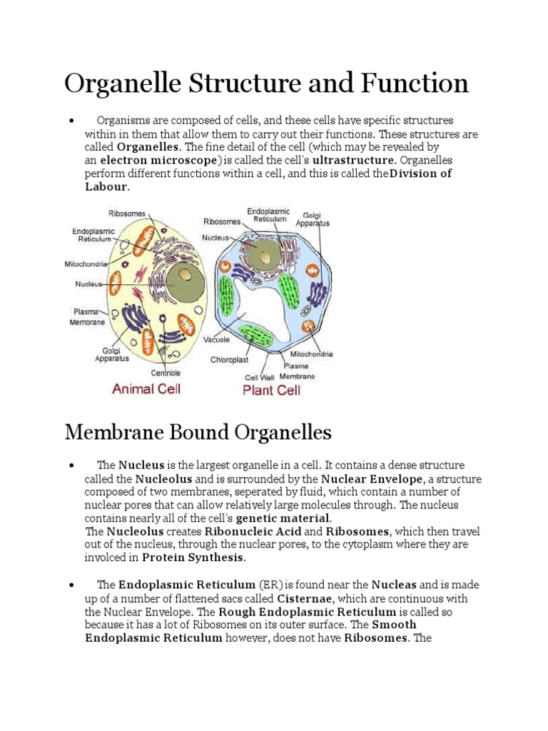 Organelle Structure and Functions Explained | PDF | Endoplasmic ...