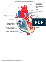 Https Upload - Wikimedia.org Wikipedia Commons e E0 Heart Diagram-En