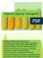 Sejarah Jagung Transgenik