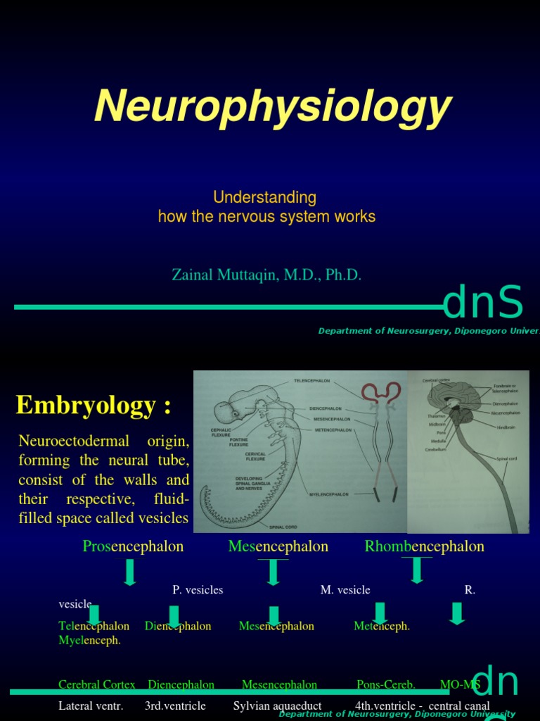 Neurophysiology Cerebellum Neuroendocrinology
