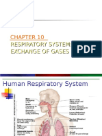 Respiratory System