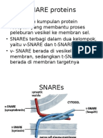 SNARE Proteins