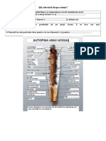 Fise de Lucru Stii Adevarul Despre Tutun