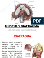 Diafragma