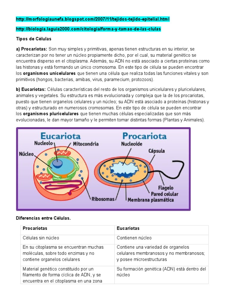 Tipos de Células: Procariotas y Eucariotas | PDF | Citoplasma ...