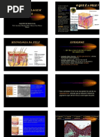 Sistema Tegumentar.pdf