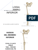Miembro Inferior-Osteologia
