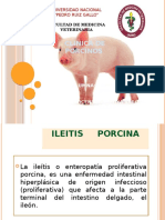Ileitis Clinica Porcino
